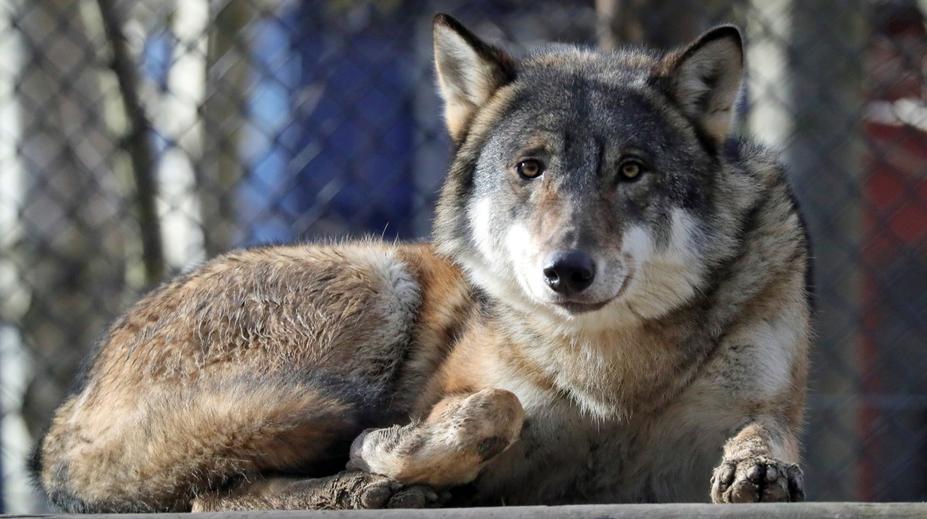Zoo pobouřila veřejnost, utratila celou vlčí smečku. Nešlo to prý jinak