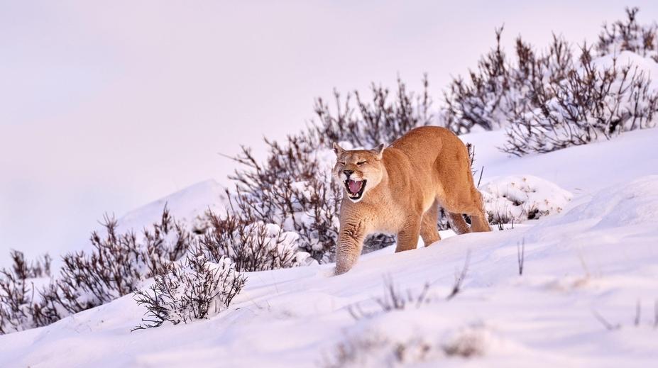 Nechoďte do lesa, varuje polská obec. V okolí se pohybuje gepard nebo puma