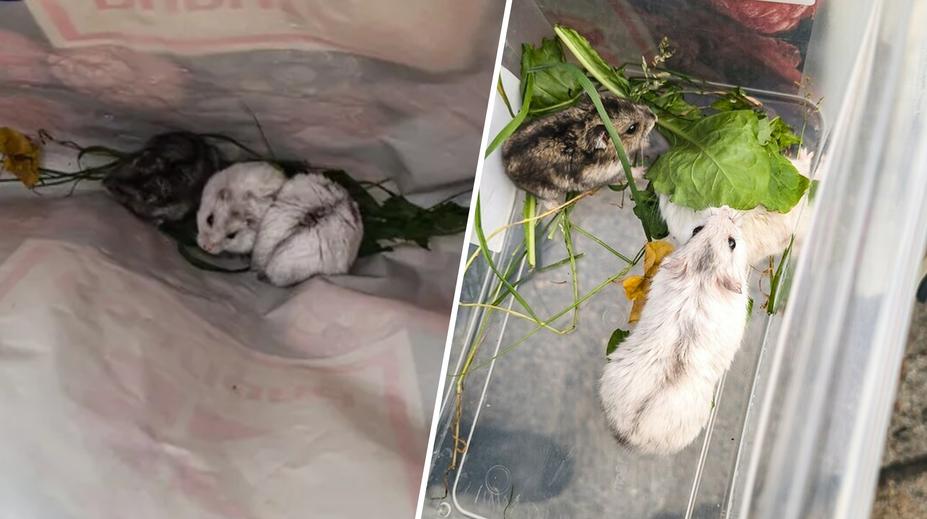 Před domem v Plzni ležela igelitová taška. Uvnitř našli křečky