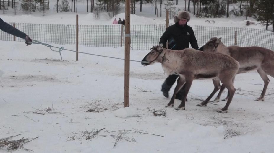Ve Finsku vrcholí sezóna sobích závodů. Finálové kolo přilákalo davy diváků