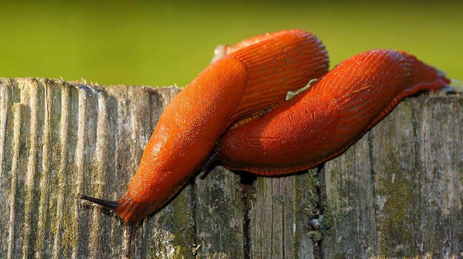 Jak se zbavit otravných slimáků? Pomůže pivní past