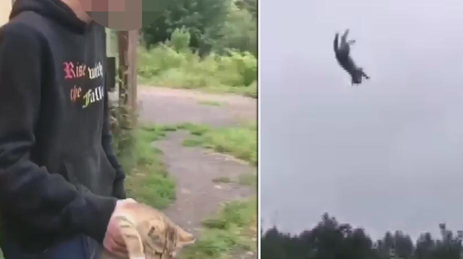 Odporné chování! Mladík hodil s kotětem a chlubil se tím na internetu