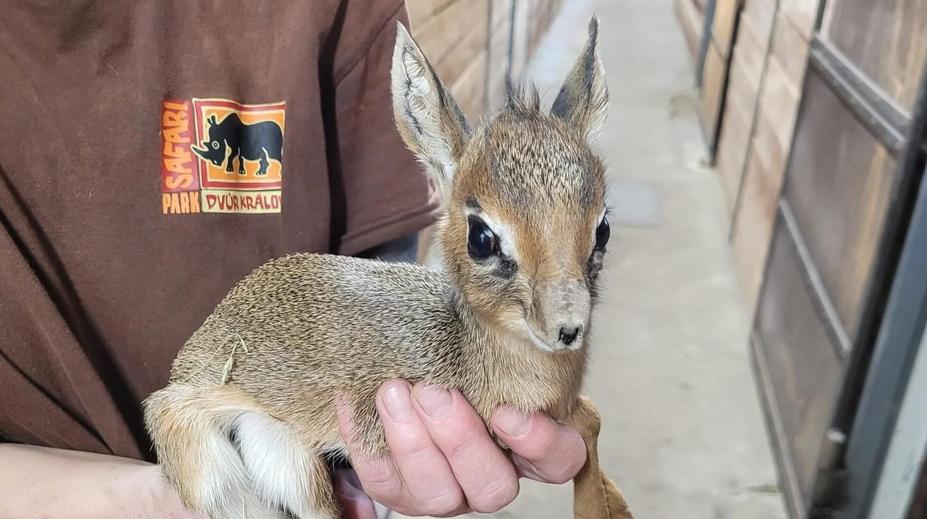 Česká zoo má roztomilý přírůstek. Narození takového mláděte je vzácnost