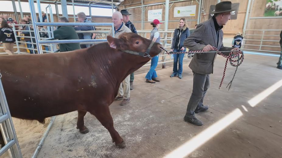 Aukce plemenných býků přilákala farmáře. Ceny jdou do statisíců