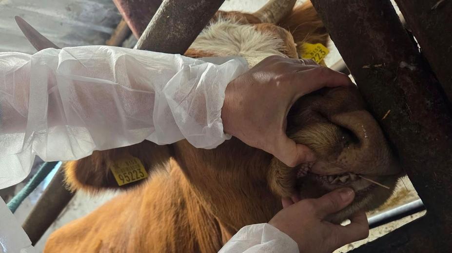 Na Slovensku se objevila nemoc, kterou tam ještě nezažili. Hlásí ji už ve dvou okresech