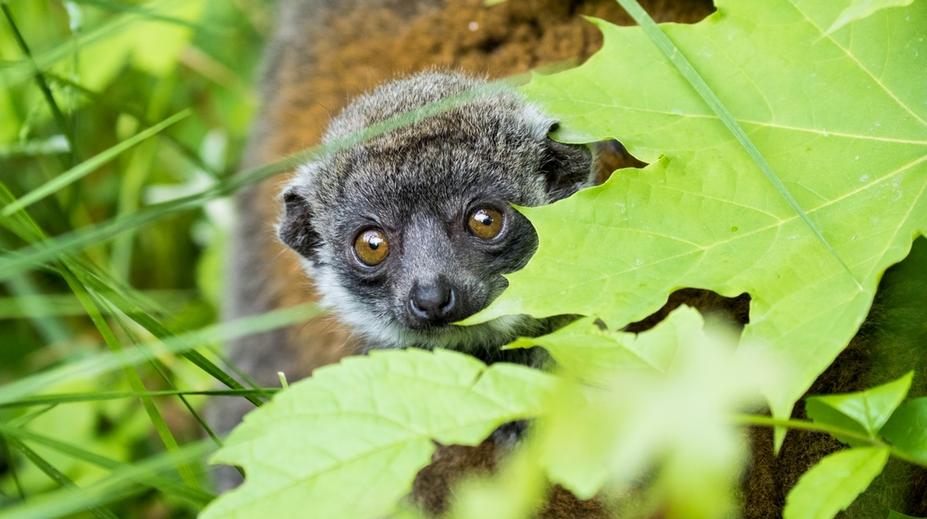 Mláděti vzácného lemura se v ostravské zoo daří výborně! FOTO