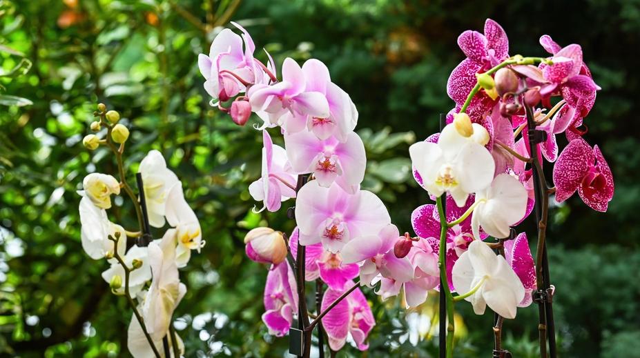 V pražské botanické zahradě začne výstava orchidejí s názvem Cesty objevitelů