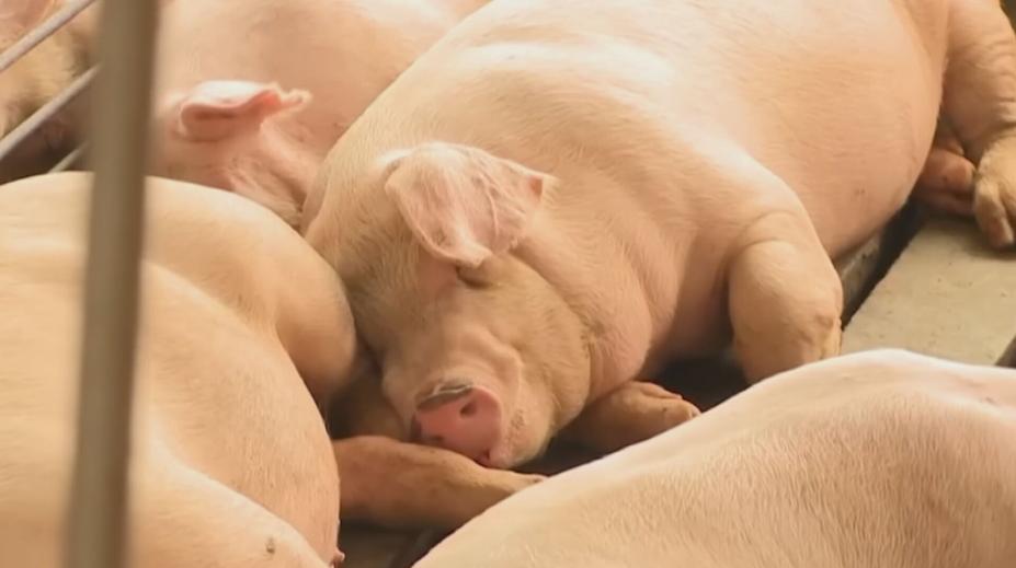 Lidé si postavili domy u vepřína. Za měsíc se tam má vrátit 2 500 prasat