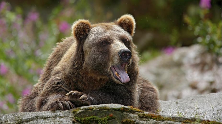 Chorvati varují turisty. Na dálnici směřující k moři se potuluje medvěd