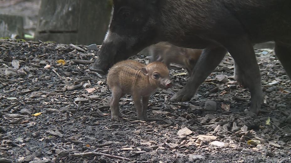 Ostravská zoo se chlubí novými selátky, čekalo se na ně pět let