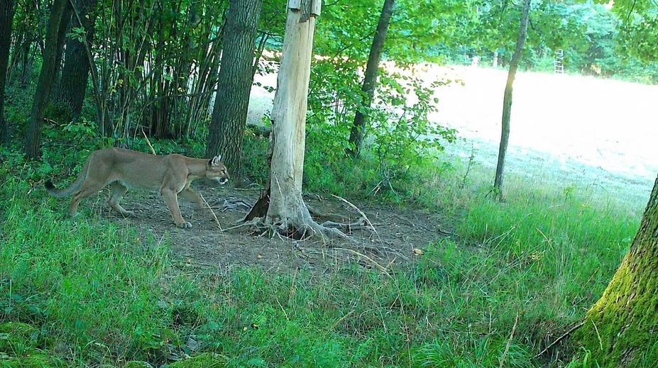 U českých hranic se pohybuje puma. Zachytila ji fotopast