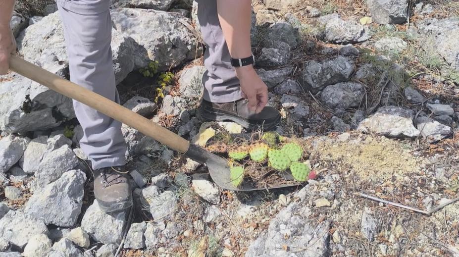 Na Pálavě ve velkém přibývá kaktusů. Vytlačují vzácné rostliny, varují ochranáři
