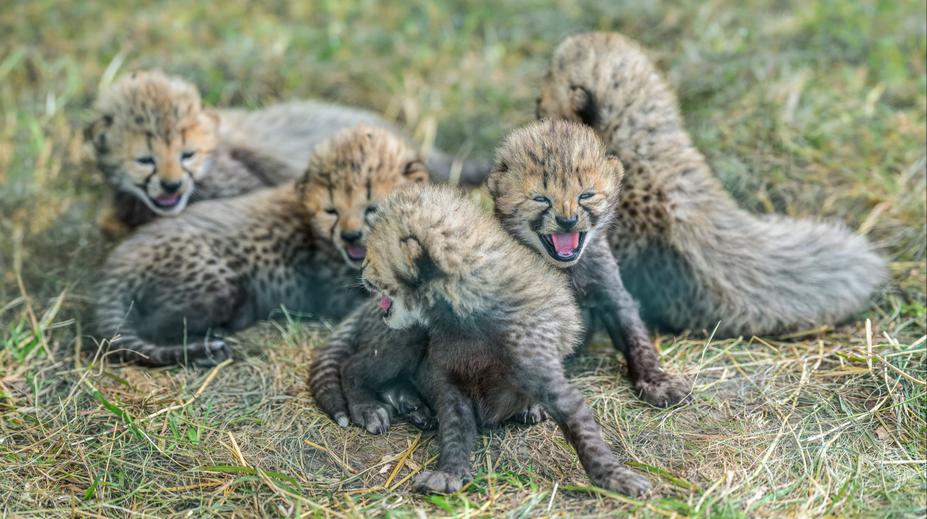 V pražské zoo se narodilo pět gepardích mláďat. Jsou v kritickém období
