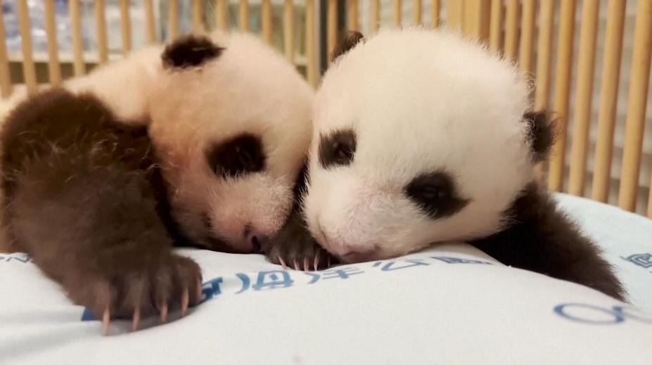 Belgická zoo přišla o tři mláďata pand. Rozloučit se přišly davy lidí
