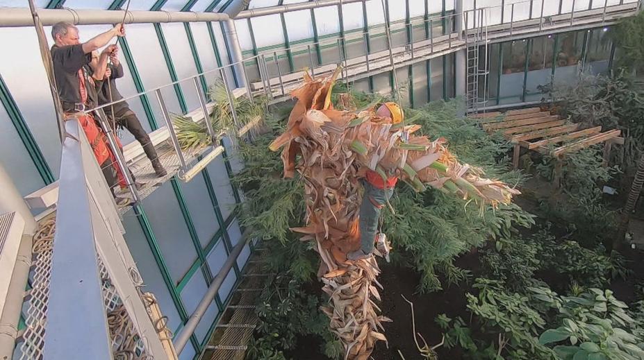 Liberecká botanická zahrada pokácela obří palmu, ohrožovala střechu pavilonu