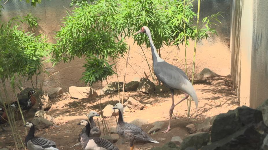 Zoo hledá uprchlého jeřába. Lidé ho mohou poznat podle červené hlavy