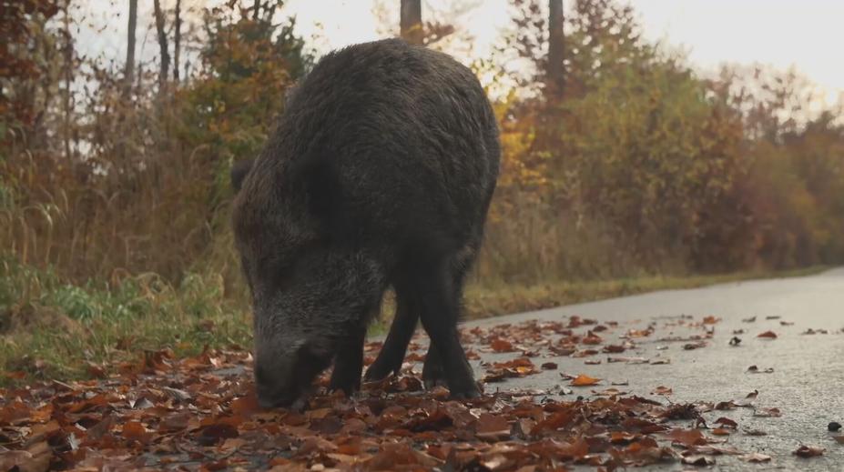Na silnicích přibývá srážek se zvěří. Pomoci mají pachové ohradníky