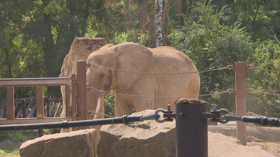 Zoo Praha získá nečekané jmění. Neznámá dárkyně jí odkázala milionový majetek