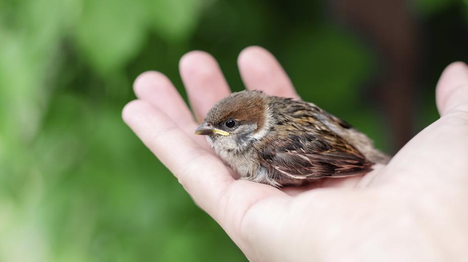Brněnská zoo ruší záchrannou stanici. Nemáme na to peníze, přiznává