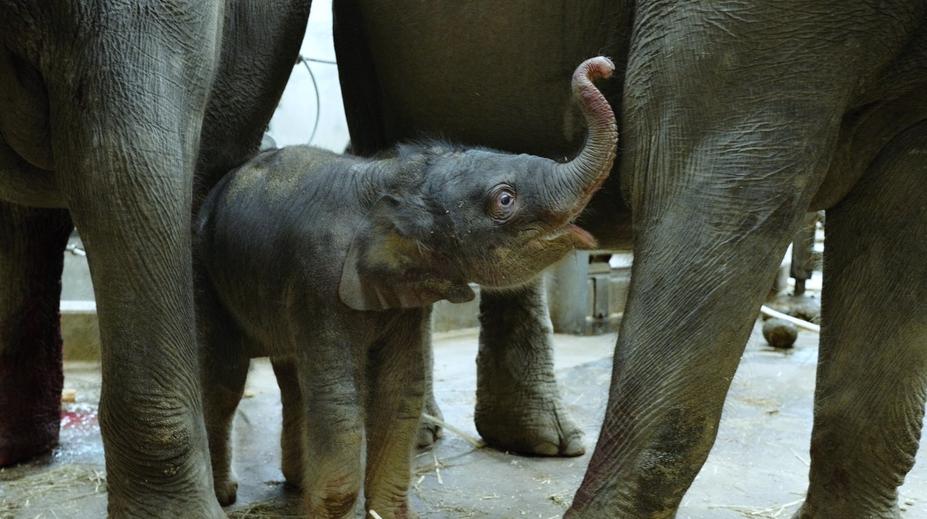Smutné zprávy z pražské zoo: Nejmladší slůně Amalee zabil herpes virus