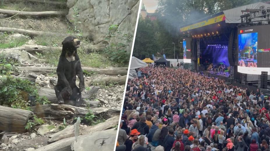 Zoologické zahrady trápí letní festivaly. Zvýšený hluk zvířata stresuje, stěžují si