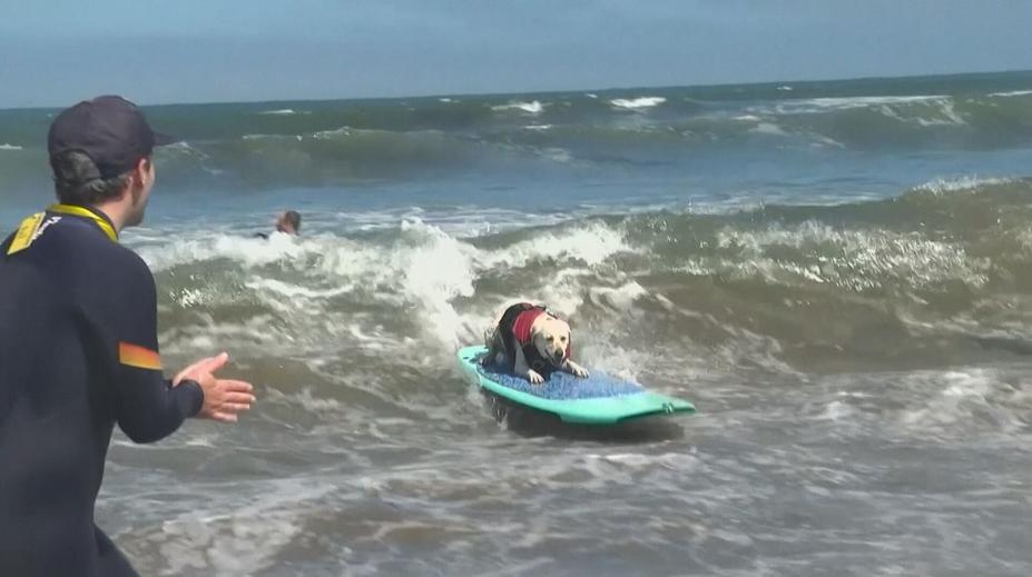 Psí surfaři bojovali o titul. Na vlnách předvedli skvělé výkony