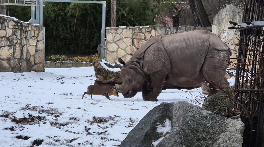 Samice nosorožce z Plzně baví internet. V nové zoo dovádí na sněhu
