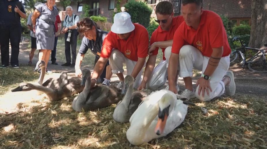 Na Temži sčítají královské labutě. Tradice trvá už stovky let
