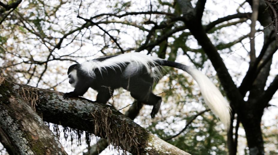 Z jihlavské zoo utekly vzácné opičky, jednu ošetřovatelé honili městem