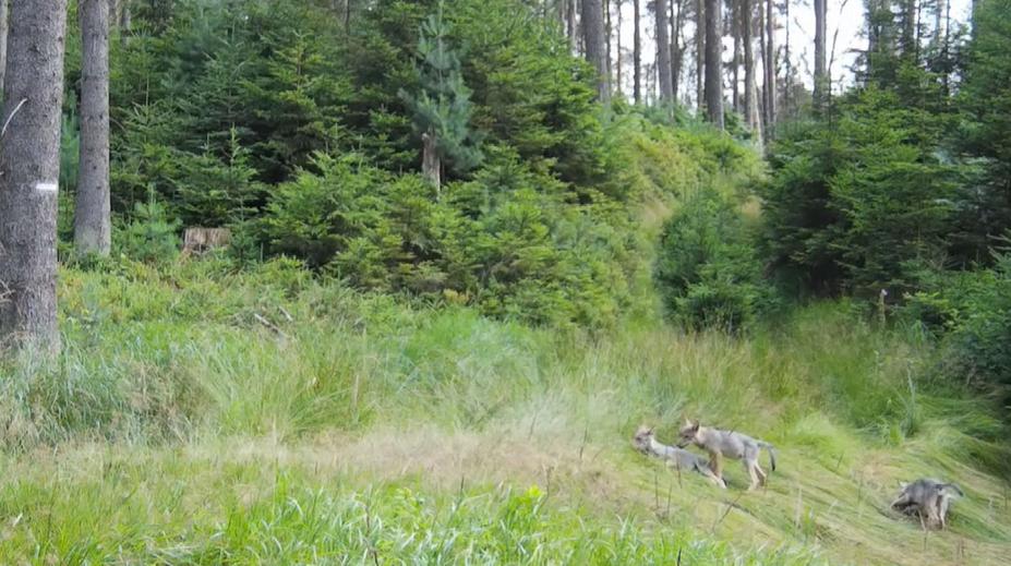 VIDEO: V Českém Švýcarsku se narodila vlčata. Národní park ukázal, jak roztomile dovádí