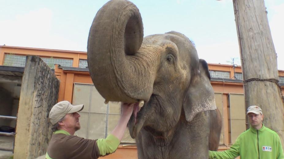 Libereckou zoo opustil poslední slon. Samice žila dlouhé roky sama