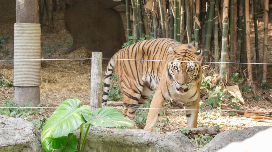 Tygr v zoo roztrhal dětského herce. Mladík hrál v několika seriálech