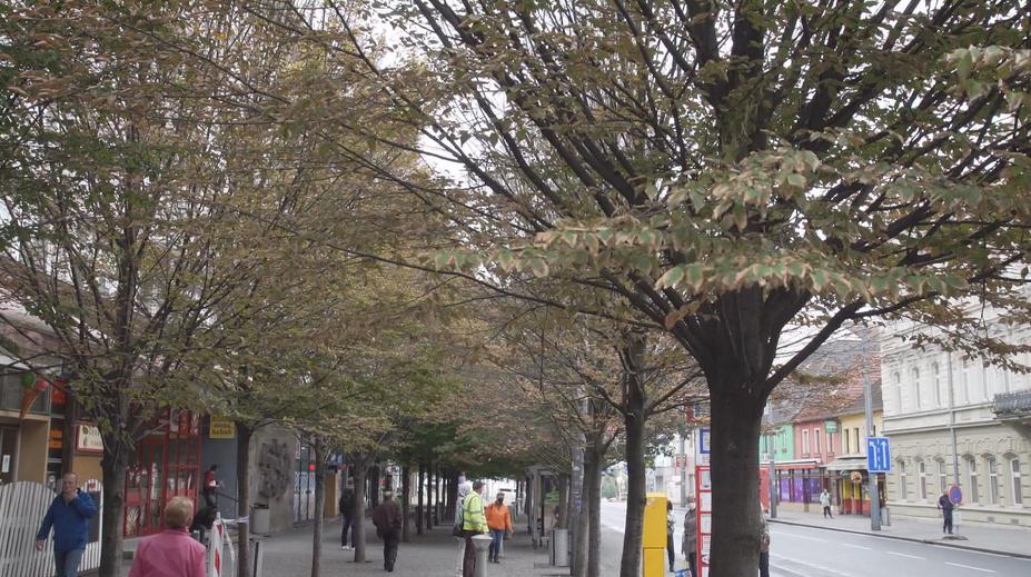 Stromy v centru Ústí nad Labem umírají. Firma je zasadila i s obaly