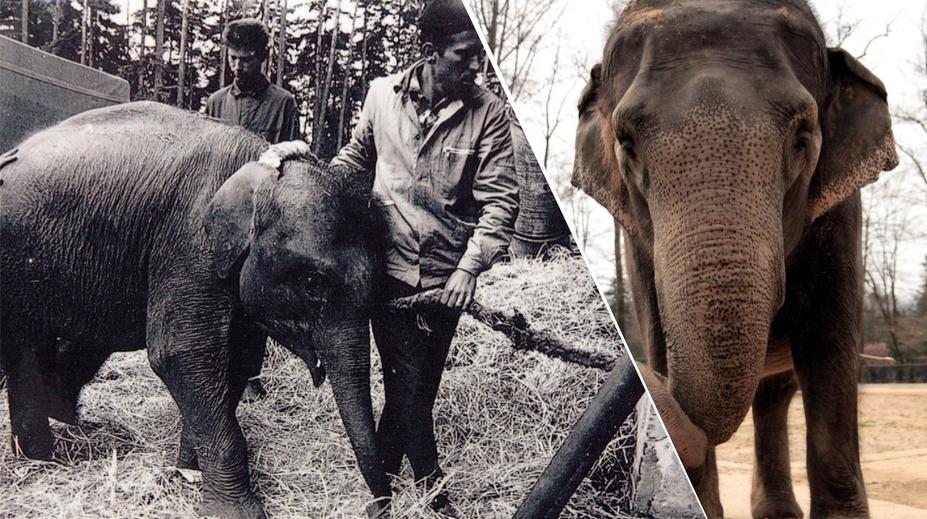 Liberecká zoo truchlí. Veterináři museli uspat sloní babičku Rání