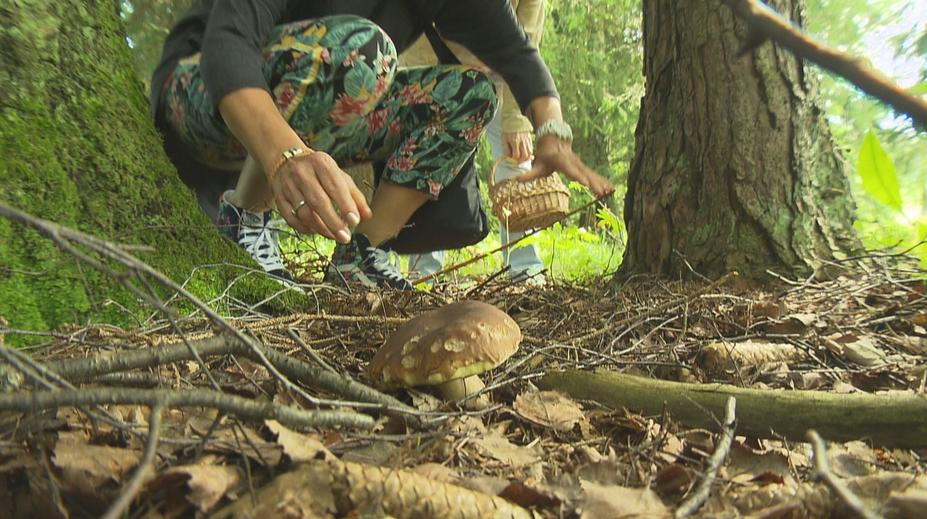 Houbařka ukázala plný trakař hub. Lidé ji za to pořádně sepsuli