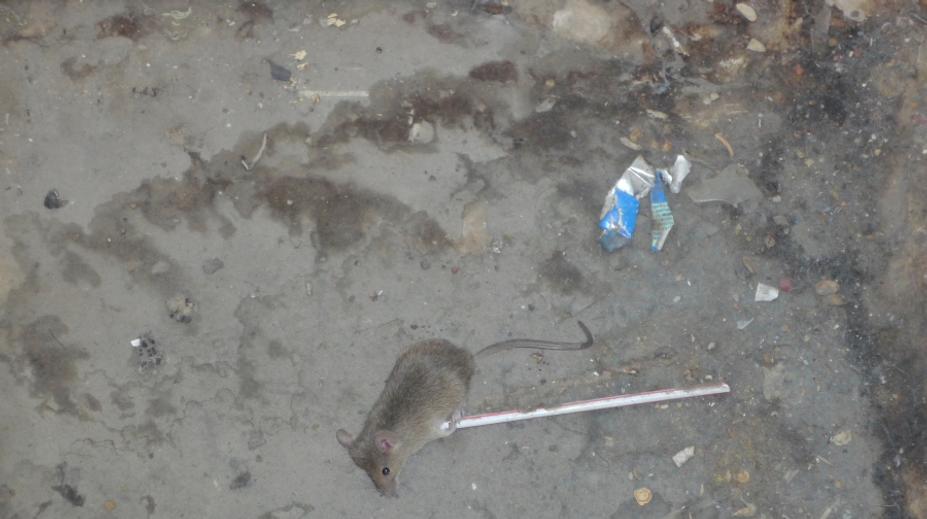 Otřesná hygiena, trus i mrtvé myši! Inspektoři museli uzavřít 14 prodejen potravin