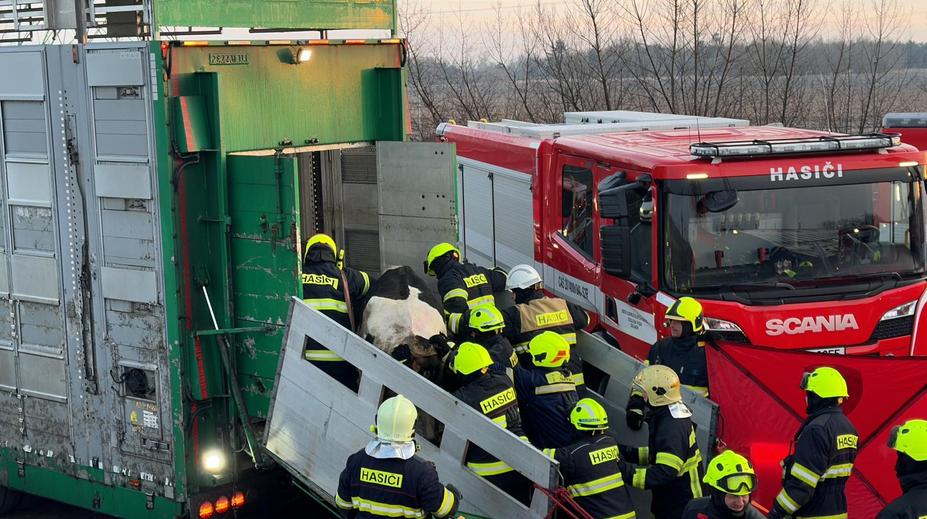 V kamionu při nehodě uvízly desítky krav. Dálnice D8 byla celý den uzavřená