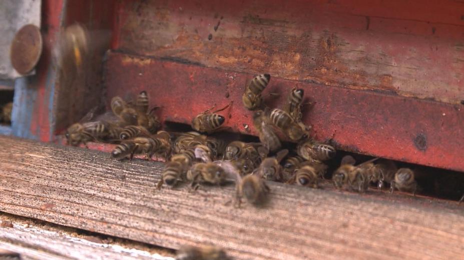 Obyvatele města vyděsil opuštěný úl v ulici! Kolem se rojil houf včel