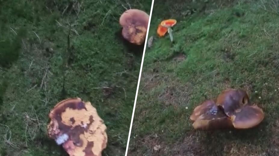 Houby, kam se podíváš. Video ukazuje místo, kde teď pořádně rostou