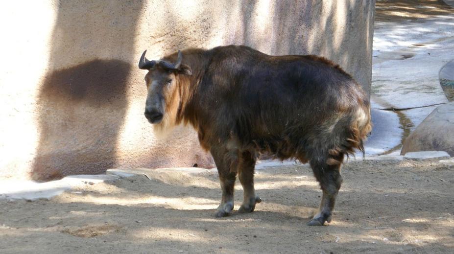 Šokující video z brněnské zoo: Muž ostře napadl vzácné zvíře