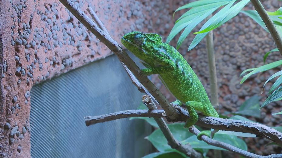V Zooparku Zájezd odchovali mláďata chameleona zeleného. Jde o světový unikát