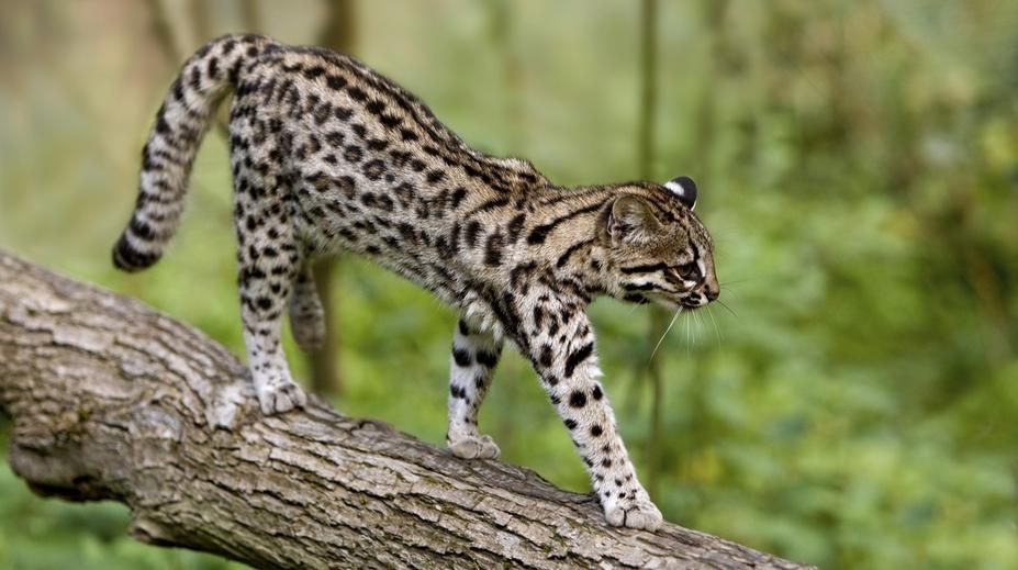 Vědci objevili nový druh kočky. Vypadá jako leopard, rodina ji měla jako mazlíčka