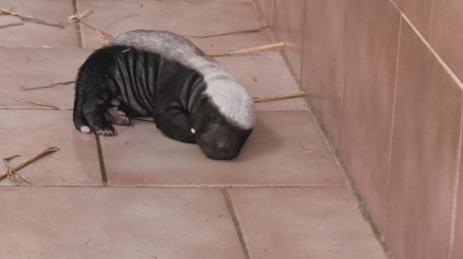 Zoo ve Dvoře Králové nad Labem slaví úspěch. Narodilo se tam mládě medojeda