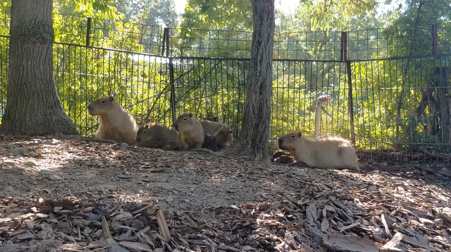 V brněnské zoo se narodilo pět kapybar. Roztomilí hlodavci se už předvádí ve výběhu