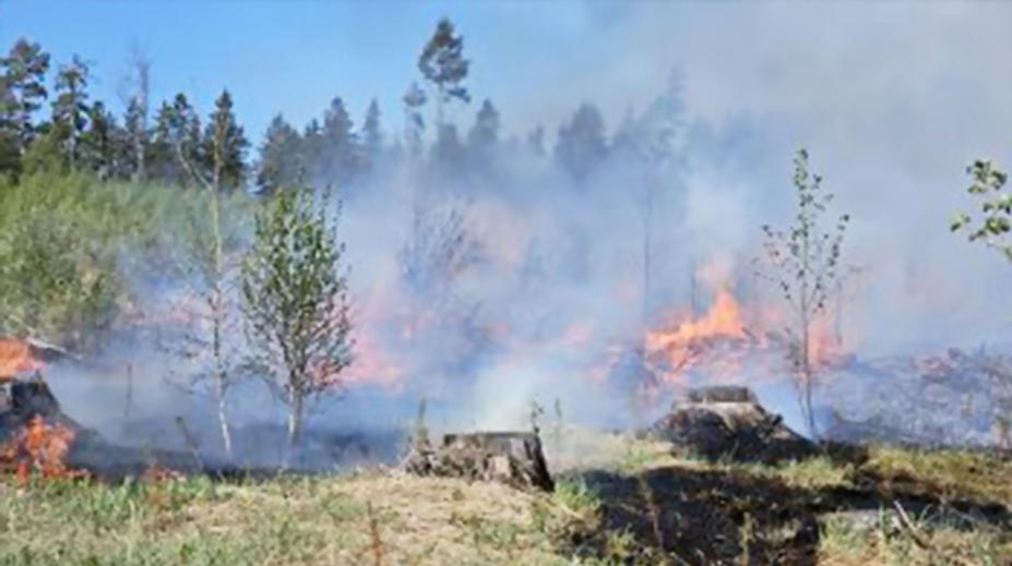 Požáry řádí po celém Česku. Na Pelhřimovsku hořel les, na Táborsku pila