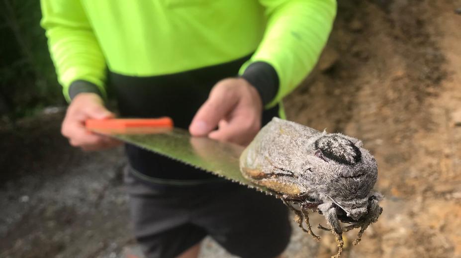 FOTO: Tohle byste doma nechtěli! Dělníci našli při stavbě obří můru
