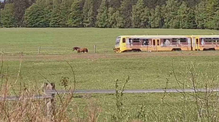 Kůň si povodil vlak. Souprava za ním poslušně popojížděla několik metrů