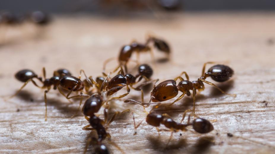 Domácnosti zamořili mravenci a moli! RADY, jak se jich zbavit