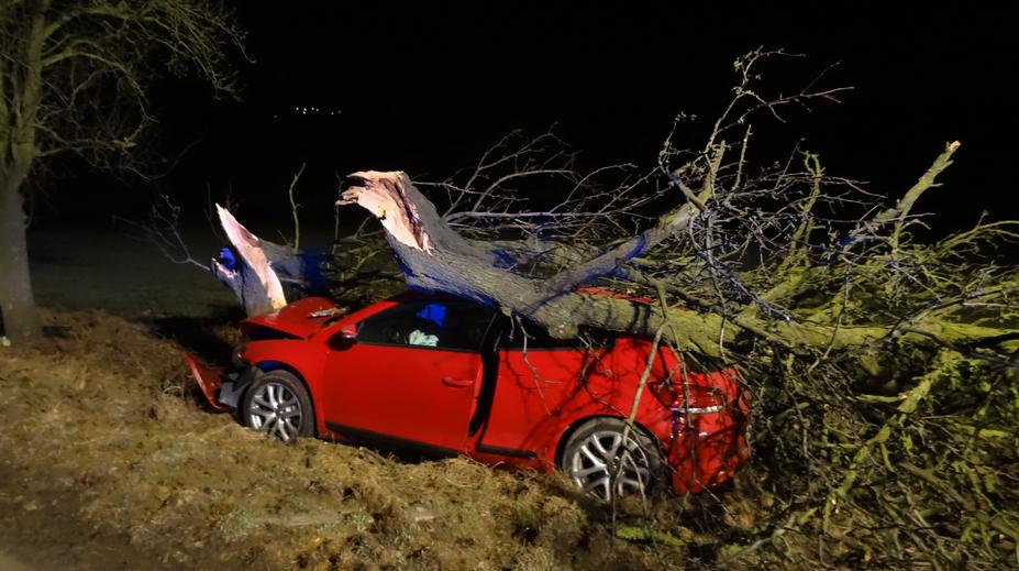Motoristé v ohrožení. Roky stromy od silnic mizely, teď se mají vracet