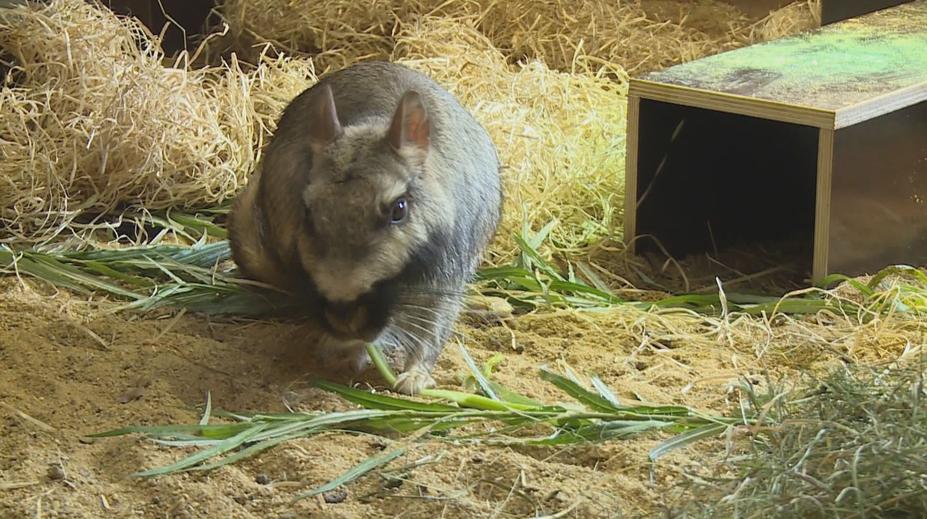 Liberecká zoo má nový přírůstek, je jím vzácný druh obří činčily
